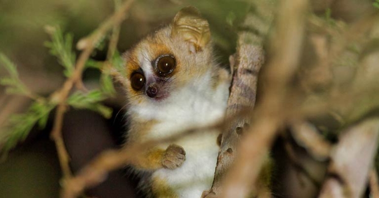 Gray mouse lemur