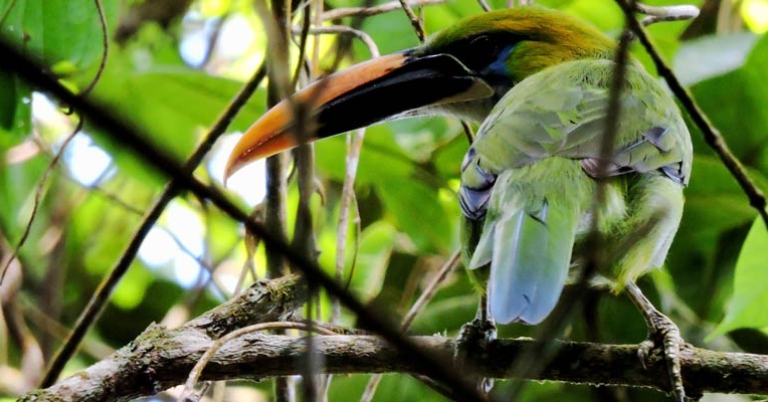 Groove-billed Toucanet