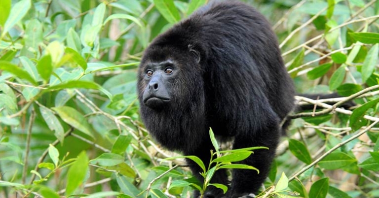 Guatemalan black howler in Belize Zoo