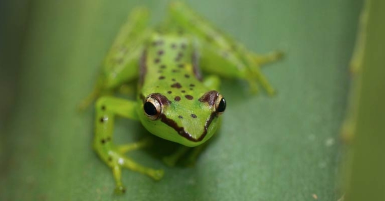 Tsarafidy Madagascar Frog