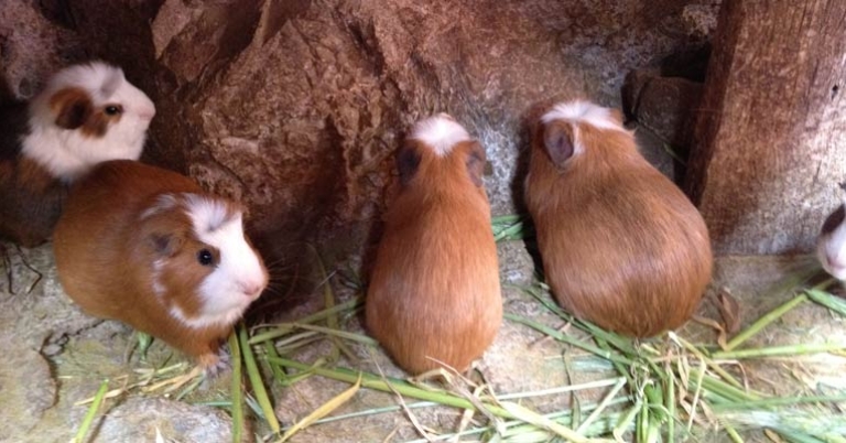 Guinea pigs