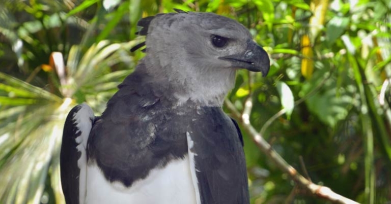Harpy Eagle