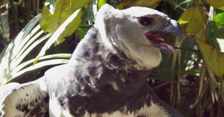 Harpy Eagle at the Belize Zoo