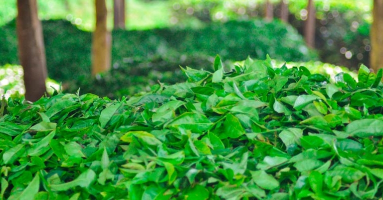 Harvested tea leaves