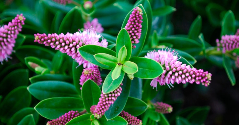 Hebe flowers, native to New Zealand