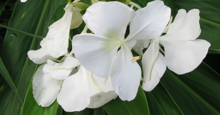 Hedychium coronarium, Cuba's national flower