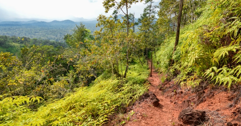 Hiking trail at Cockscomb Basin Wildlife Sanctuary