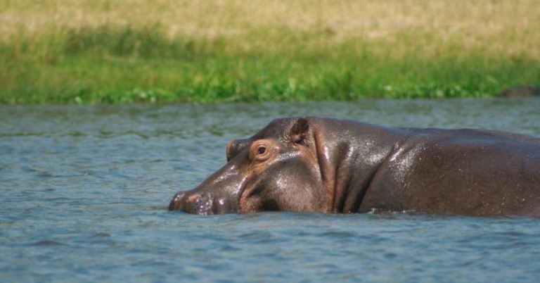 Hippopotamus