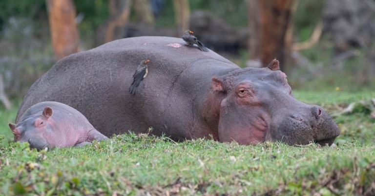 Hippopotamus