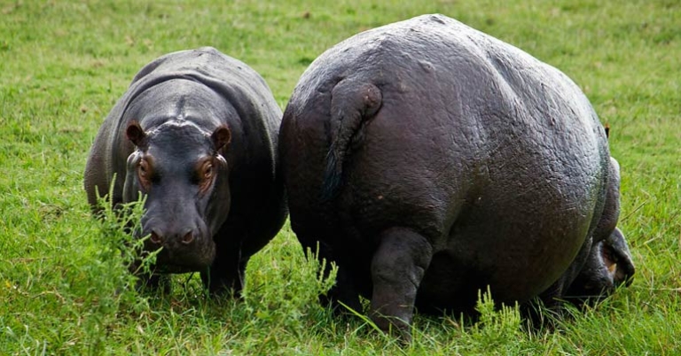 Hippos