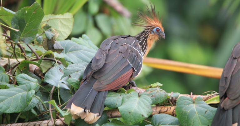 Hoatzin