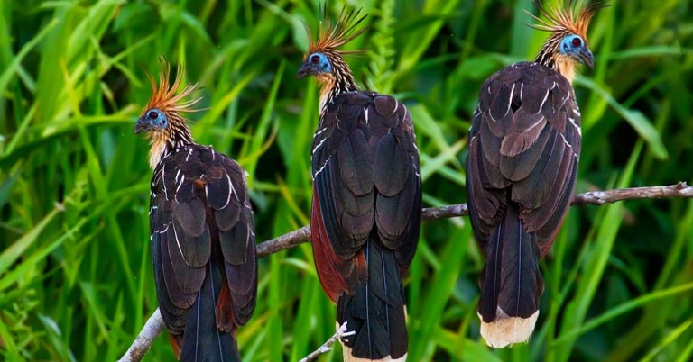 Hoatzin