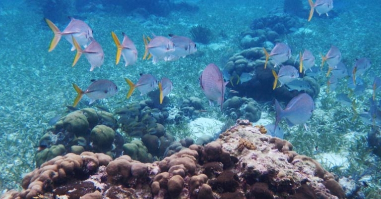 Hol Chan Marine Reserve