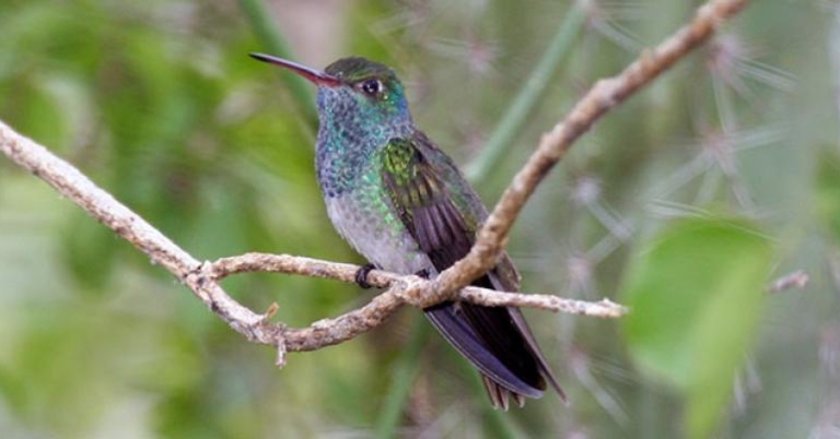 Honduran Emerald