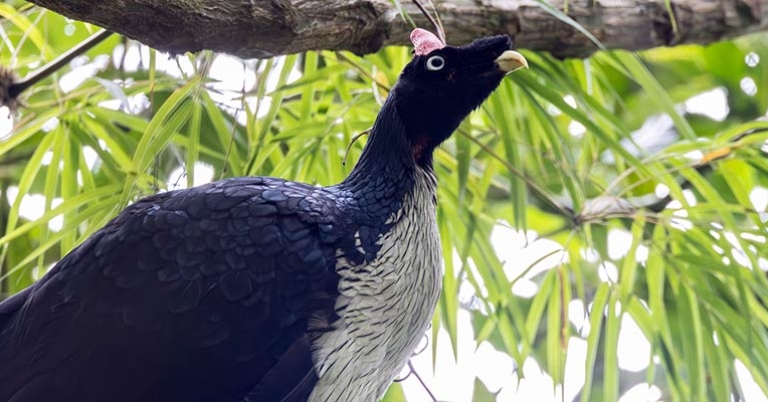 Horned Guan