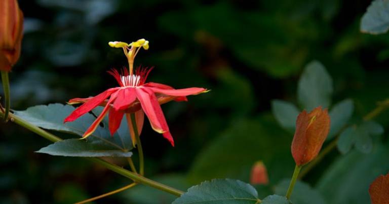 Flora at Hotel Bougainvillea