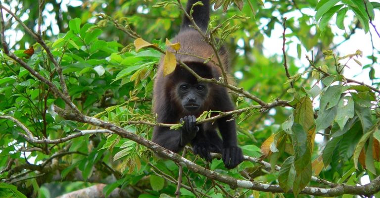 Howler monkey