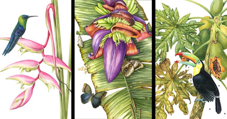 Hummingbird, banana flower, toucan
