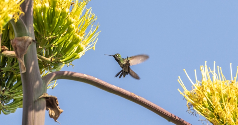 Hummingbird at El Charco del Ingenio