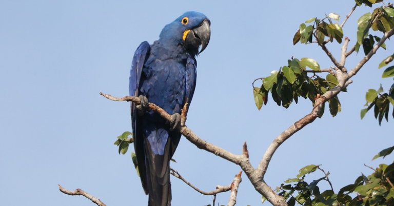 Hyacinth Macaw