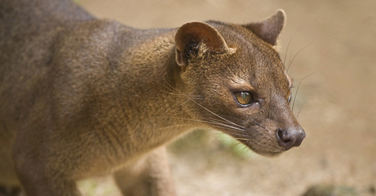 The fossa, Madagascar's largest carnivore