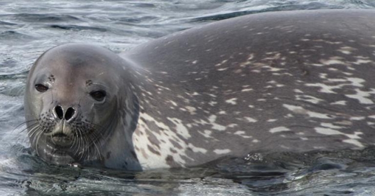Weddell Seal