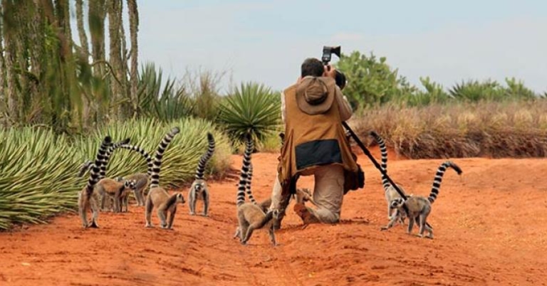 Todd Gustafson, Gustafson Photo Safari Berenty Reserve
