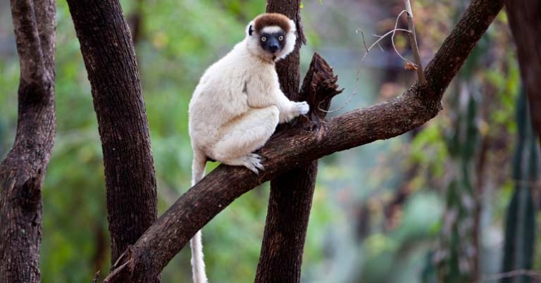 Verreaux's sifaka