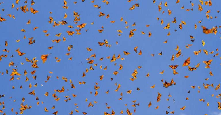 Migration of Monarch butterflies