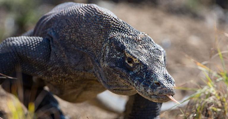 Komodo Dragon, Indonesia
