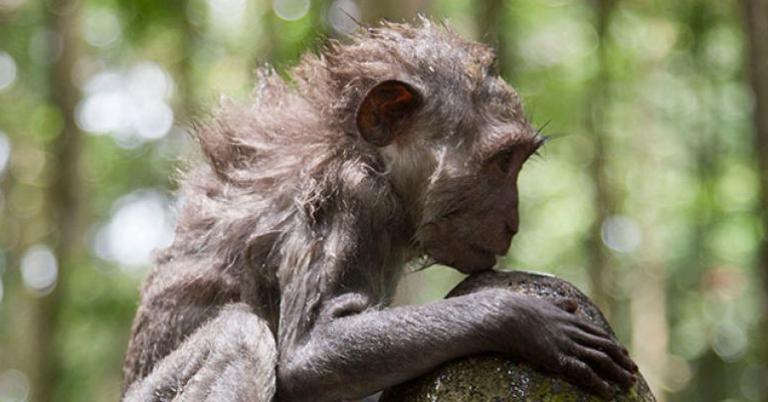 Crab-eating Macaque, Indonesia