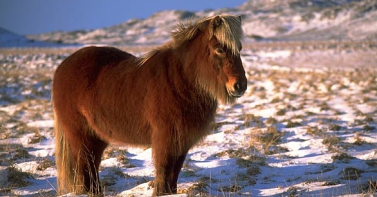 Icelandic Horse
