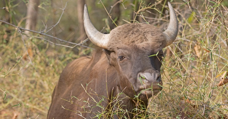Indian bison