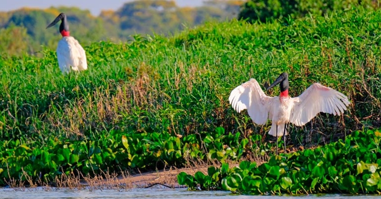 Jabiru storks
