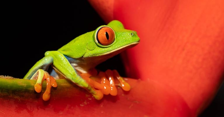 Red-eyed tree frog