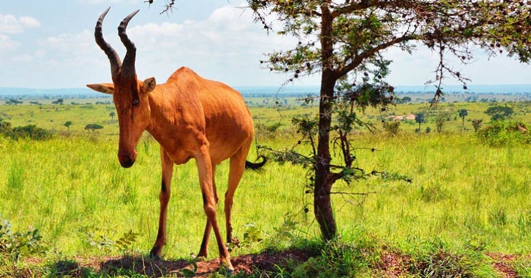 Jackson's Hartebeest