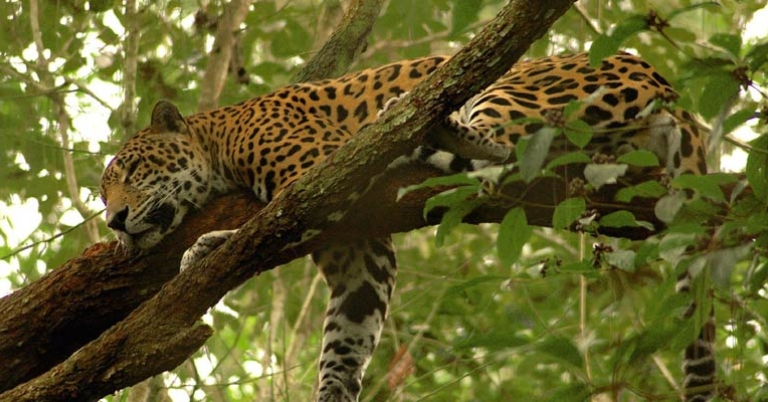 Jaguar at the Belize Zoo