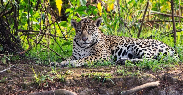 Jaguar on a riverbank