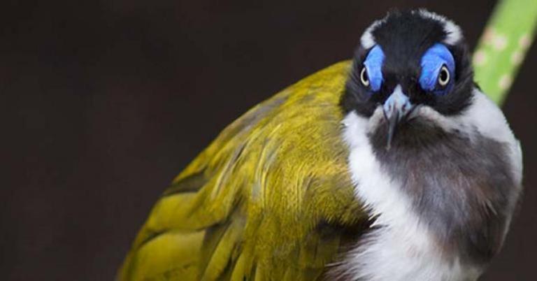 Blue-faced Honeyeater