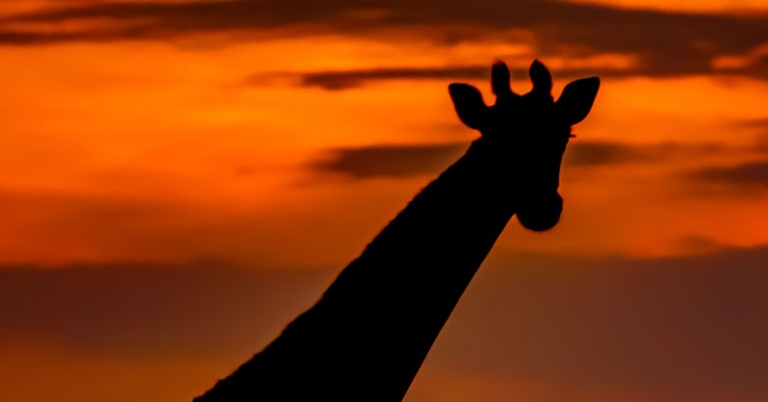 Giraffe in Namibia