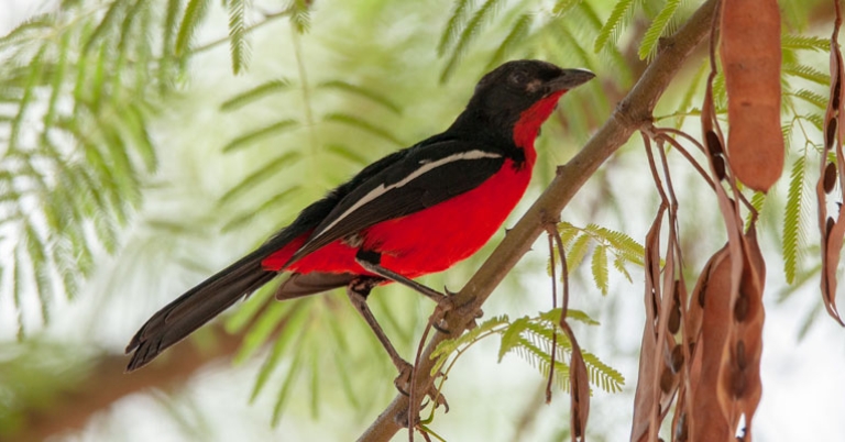 Crimson-breasted Shrike