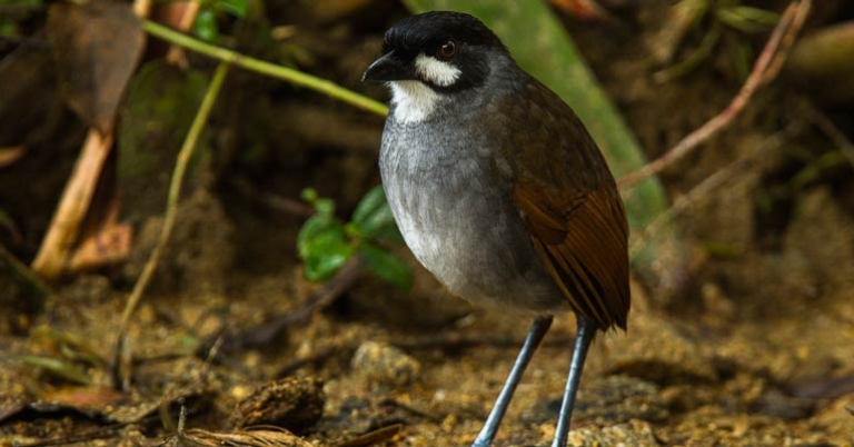 Jocotoco Antpitta