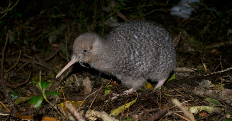 Little-spotted Kiwi