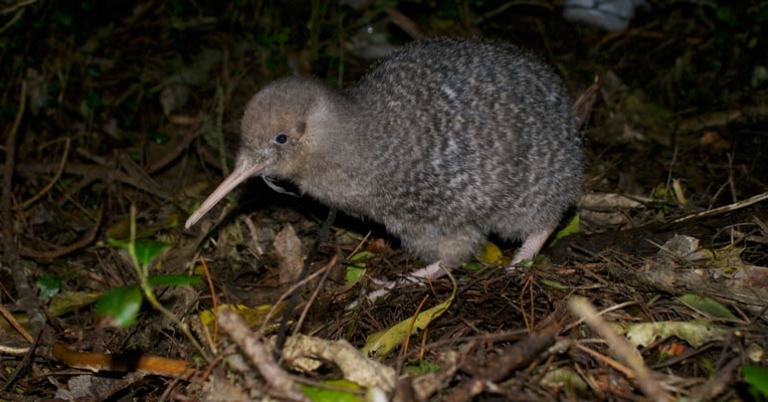 Juvenile Little-spotted Kiwi at Zealandia Ecosanctuary