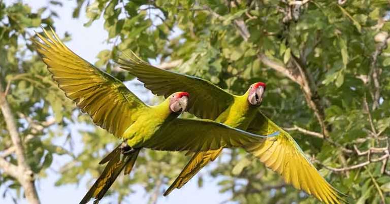 Great Green Macaws