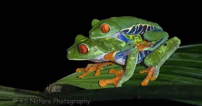 Red-eyed tree frogs