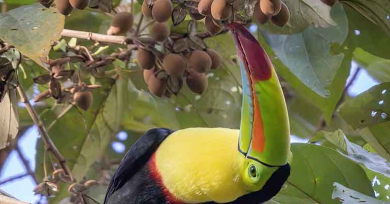 Keel-billed Toucan