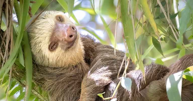 Two-toed sloth