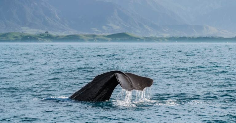 Whale watching in Kaikōura