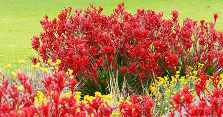Kangaroo paw flowers
